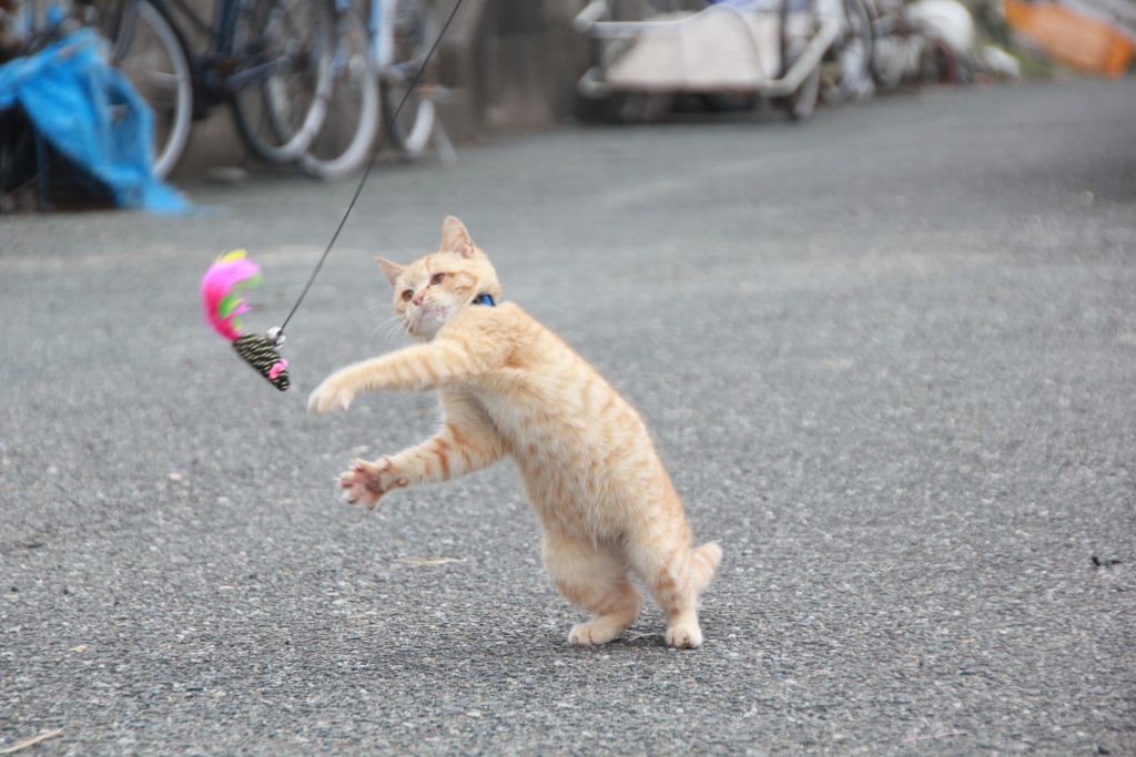 내 냥냥펀치를 받아랏!!