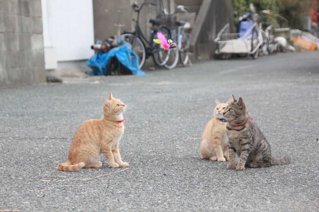 다른 친구들도 모여 들기 시작-