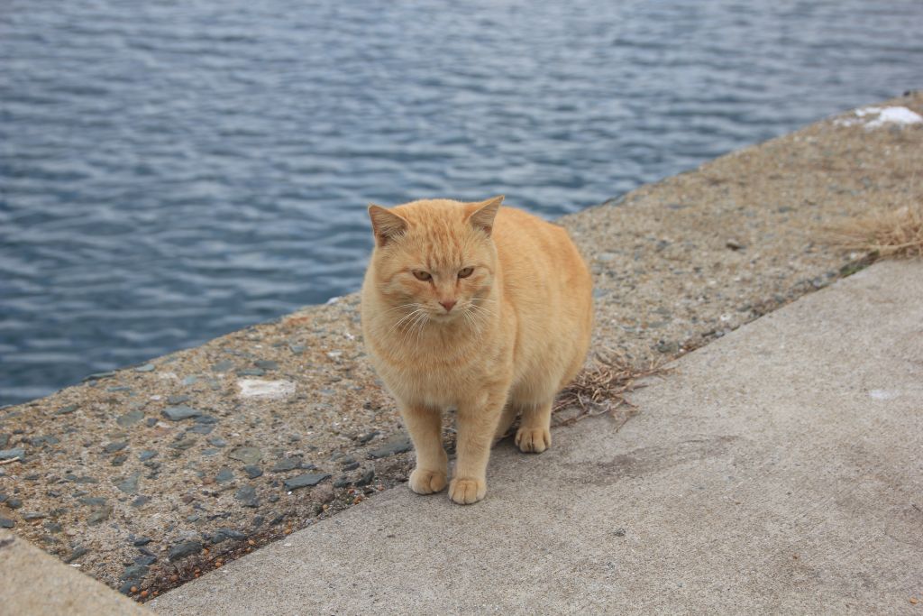 고양이들아 건강하고, 다음에 또 만나 안녕-