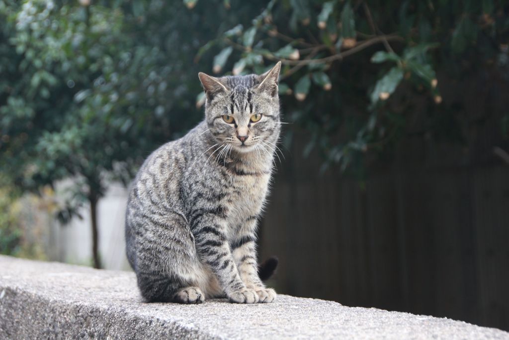 담장 위 고등어 냥이