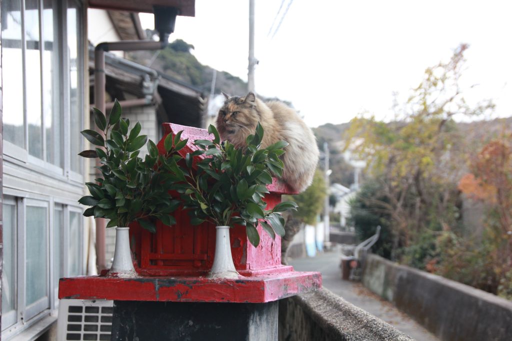 이렇게 아무데나 올라가 있기도 합니다.