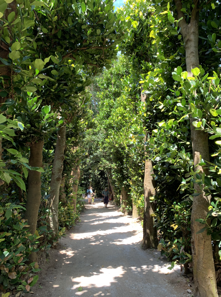 시원하고 조용한 후쿠기 가로수길
