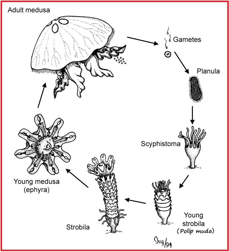 Animalia Biologi Dan Kehidupan