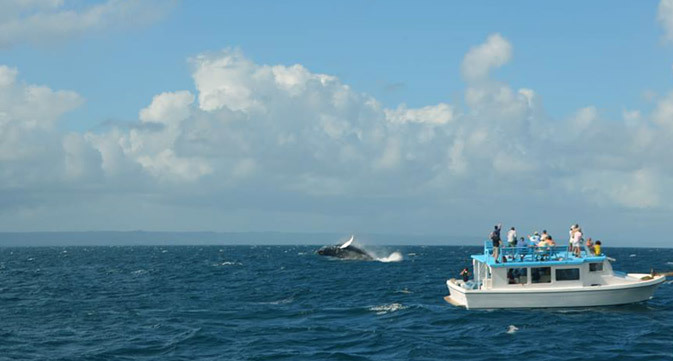 Ballenas-Samana-republica-dominicana Ballenas-Samana-republica-dominicana