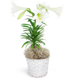 Easter Lily Plant