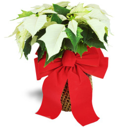 White Christmas Poinsettia