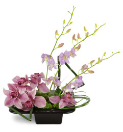 Shanghai Dusk Orchids™