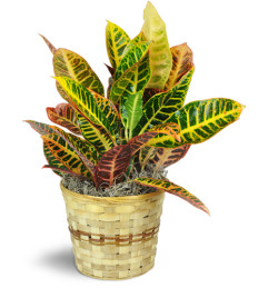 Croton Plant