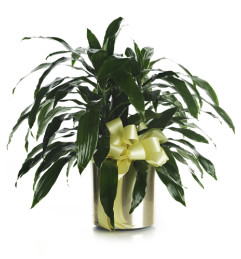 Dracaena Plant