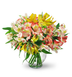 Perfect Peruvian Lilies