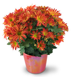 Blooming Chrysanthemum