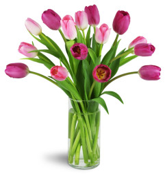 Perfect Pink Tulips™