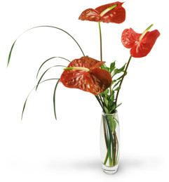 Anthurium Zen