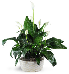 Peace Lily Plant