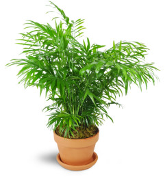 Petite Palm Plant