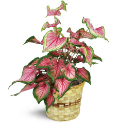 Variegated Caladium Plant