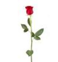 Single Rose Stem