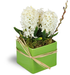 White Hyacinth Planter™