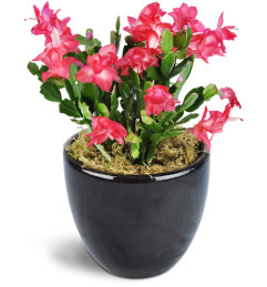 Classic Christmas Cactus