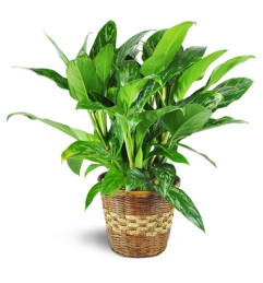 Chinese Evergreen Plant