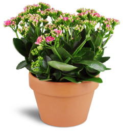 Kalanchoe Plant