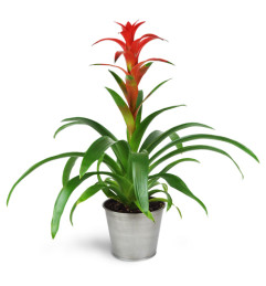 Hearty Bromeliad