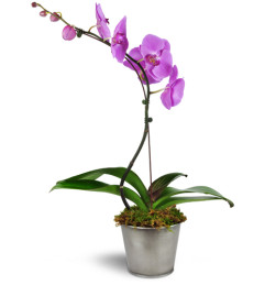 Phalaenopsis Orchid