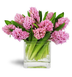 Sweet Pink Hyacinth™