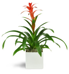 Zen Bromeliad