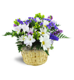 Sweet Freesia Basket™