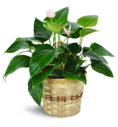 Pink Anthurium Plant