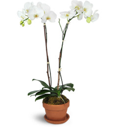 Magnificent Orchids™