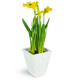 Delightful Daffodils