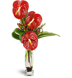 Ornamental Anthurium™