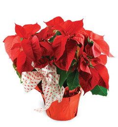 Classic Red Poinsettia