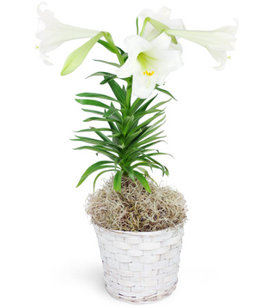 Easter Lily Plant