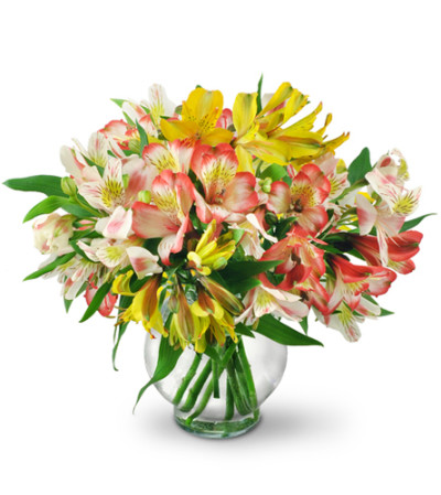 Perfect Peruvian Lilies