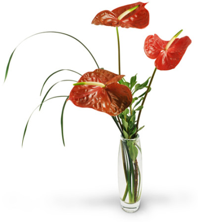 Anthurium Zen