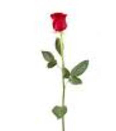 Single Rose Stem