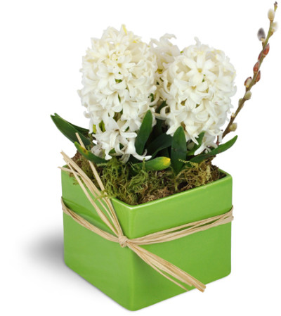 White Hyacinth Planter™