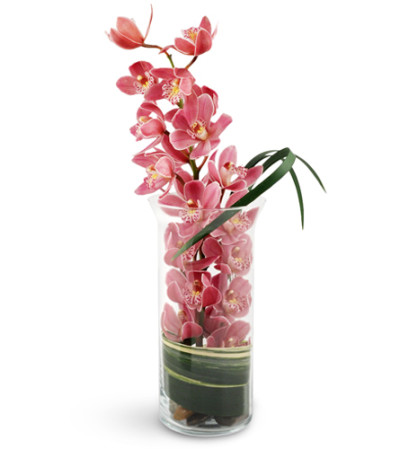 Peaceful Pink Orchids