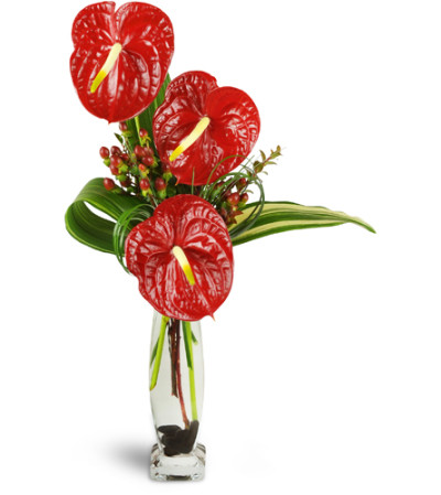 Ornamental Anthurium™