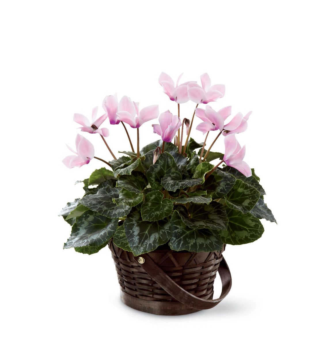 Flowers Edmonton, AB Florist