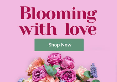 Deal of the Day - by A Lasting Impressions Florist and Gifts, LLC