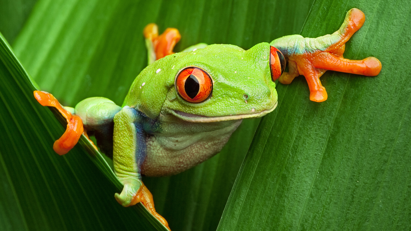 Amphibians | Animals | Eden Channel