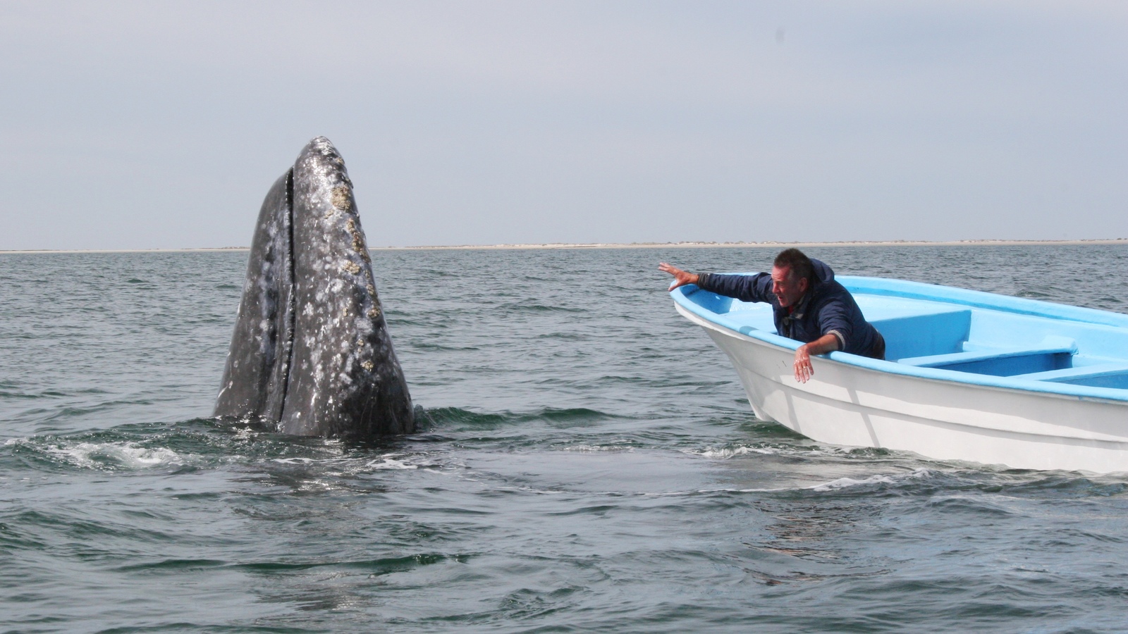 Channel 5: Whale Adventure With Nigel Marven - S1 AiRiNG