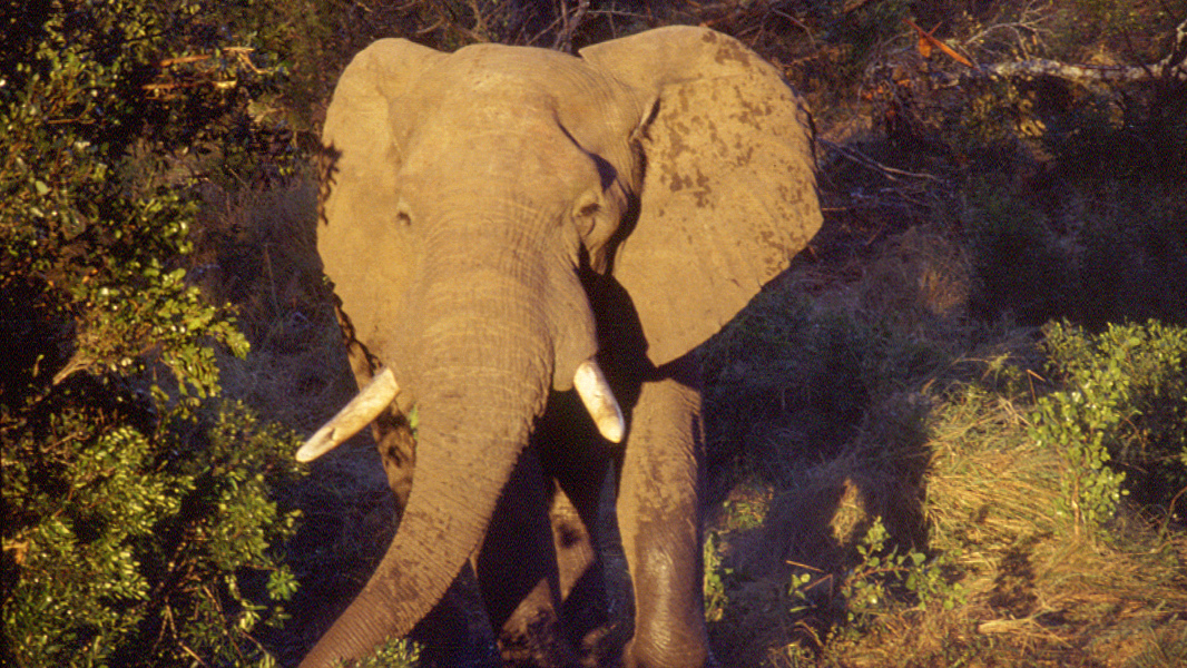 Inside Nature S Giants Elephant Inside Nature S Giants Elephant