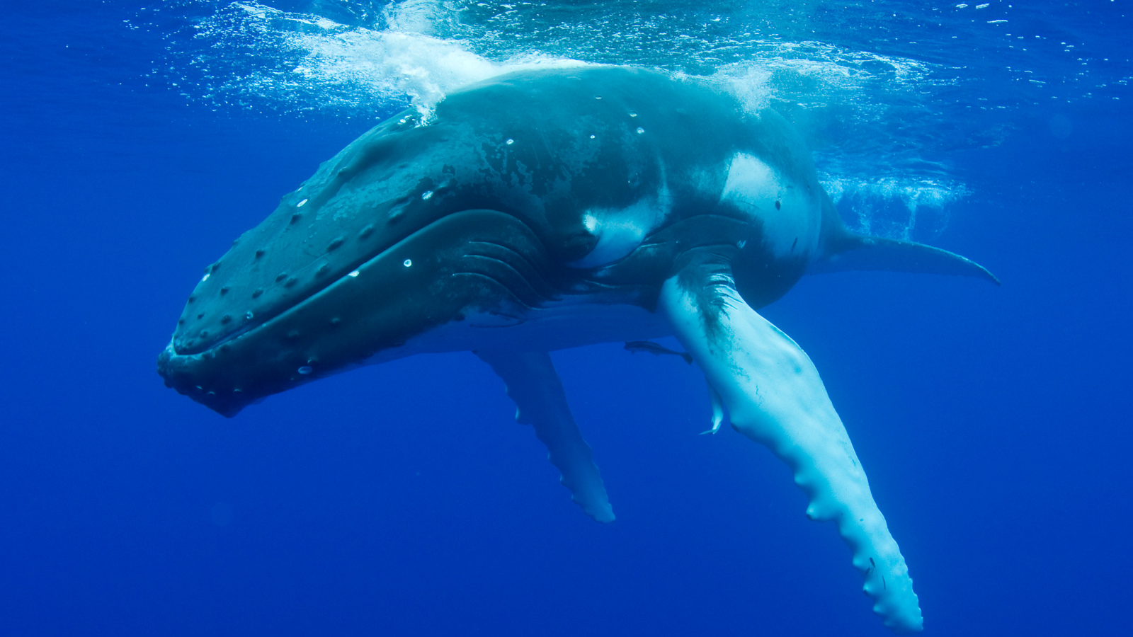 Whales | Mammals | Animals | Eden Channel