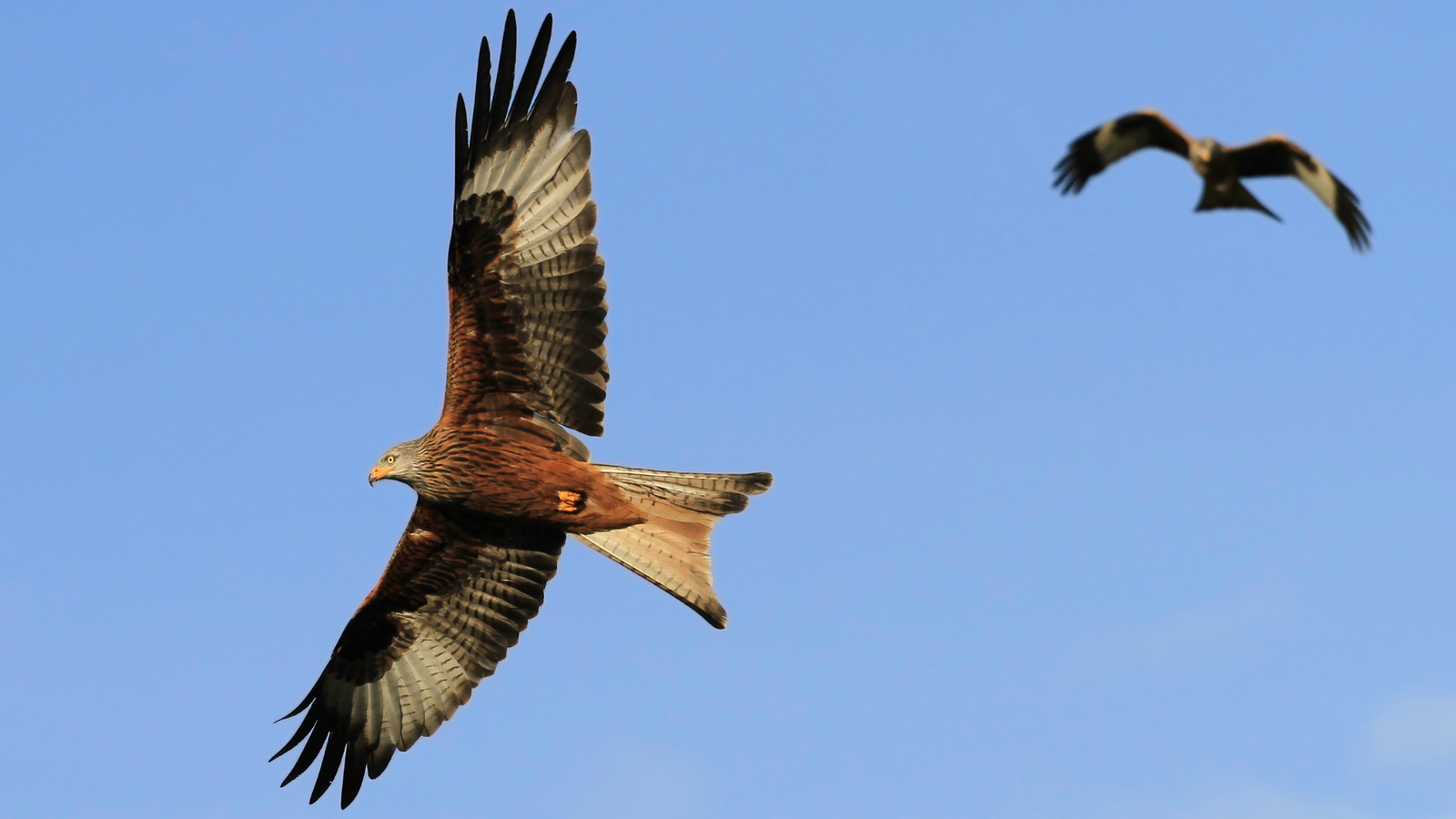 how do birds fly eden s blog eden channel how do birds fly eden s blog eden channel