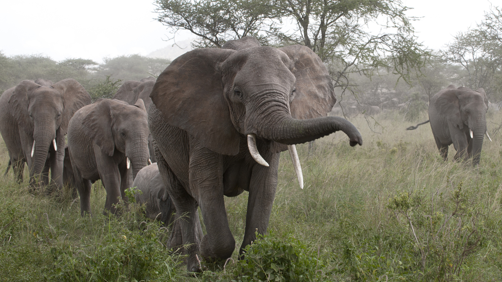 Why do Elephants have a Trunk? | Eden's Blog | Eden Channel